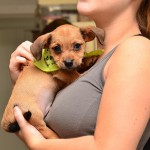 Pet Adoption 101: Tips on adopting as summertime adoption events pick up