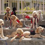 Fake service dogs infringe on rights of abled and disabled alike